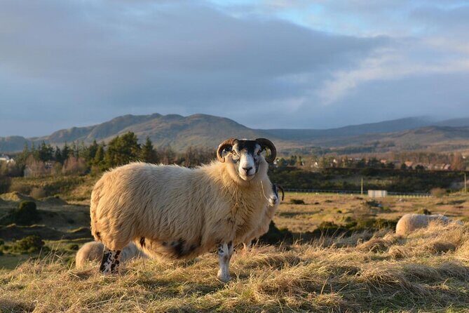1 Day Castles, West Highlands and Loch Lomond Tour from Edinburgh - A small-group highlands day from Edinburgh