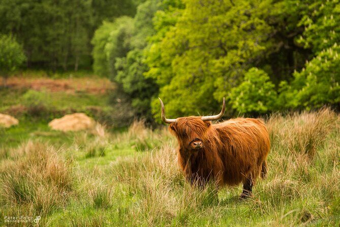1-day Small Group Loch Ness Discovery Tour from Glasgow - Taste Perthshire and Highland Coos: Food, Crafts, and a Breather