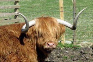 3-Day Isle of Skye and Highlands Tour from Glasgow - Day 1: Loch Lomond to Glencoe, with Ben Nevis as the maybe