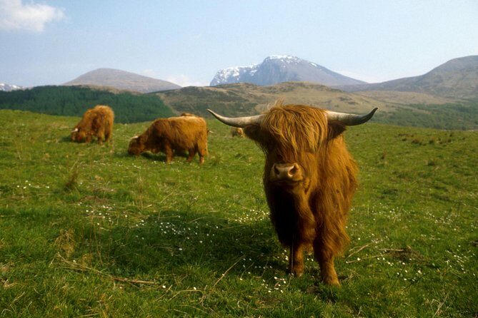 3-Day Isle of Skye, 'Hogwarts Express' Train and Highlands Tour - Day three: Eilean Donan, Dundreggan rewilding, Loch Ness, and Dunkeld