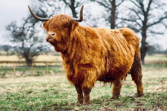 Cawdor Castle, Inverness, Culloden, Outlander and Loch Ness Tour - Price and value: is $206.75 a good deal for this route?