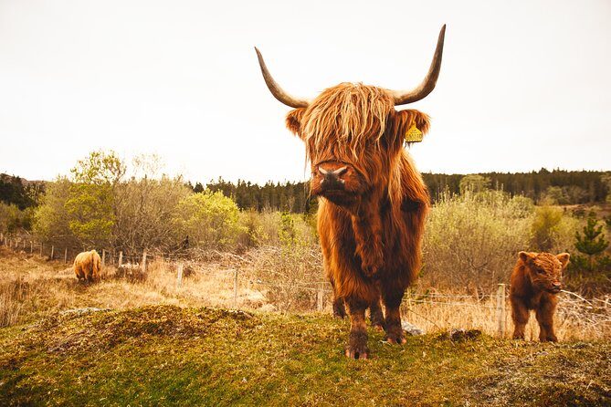 Dunnottar Castle and Royal Deeside Small-Group Tour from Aberdeen - Royal Deeside and Braemar: the scenic drive that turns into a story