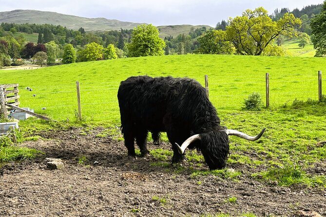 Edinburgh: Loch Ness, Glencoe & The Highlands - The driver-guide factor: why the day feels organized (even when it’s long)