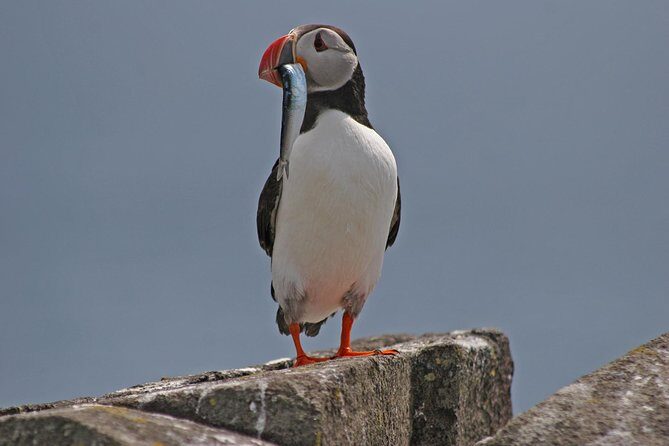 Edinburgh Three Bridges Cruise - Inchcolm Island: what you get with the landing pass