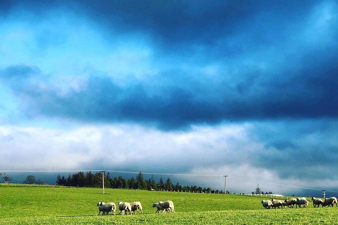 Farm Attraction - Highland Cows, Animal Feeding, Wholesome fun! - The self-led farm walk: your pace, your route, your animal time