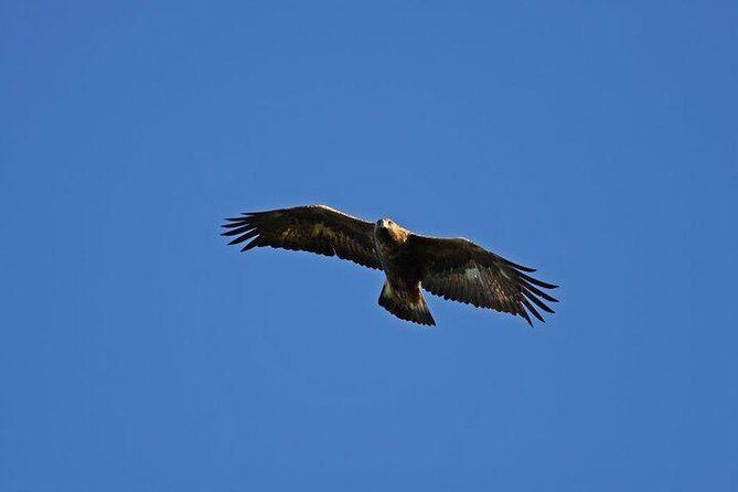 Glenaladale Cruise - Great for wizard spotting! - Entering the Cruise Mood on Loch Shiel