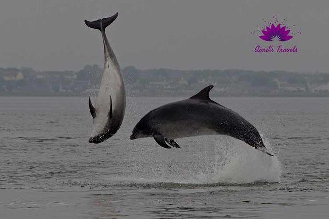 INVERGORDON PORT Tour Dunrobin, Dornoch & Distillery - Loch Fleet National Nature Reserve: Seal Watching Without the Long Hike