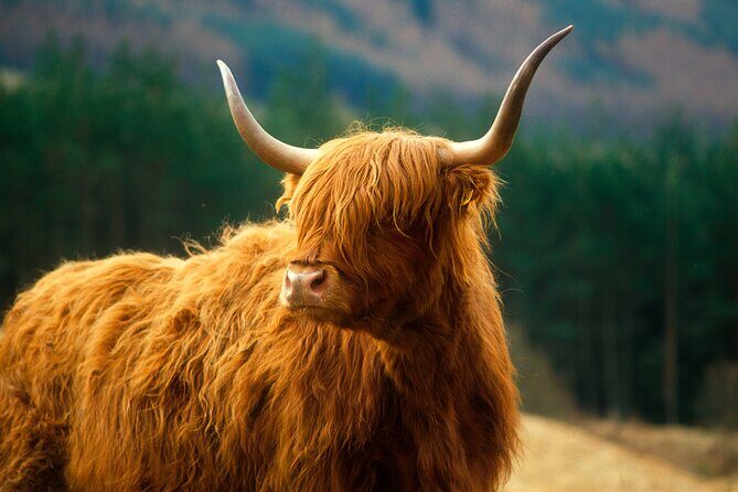 Isle of Skye Full Day Private Tour from Inverness - Portree lunch at the VisitScotland iCentre: your one real hour of freedom
