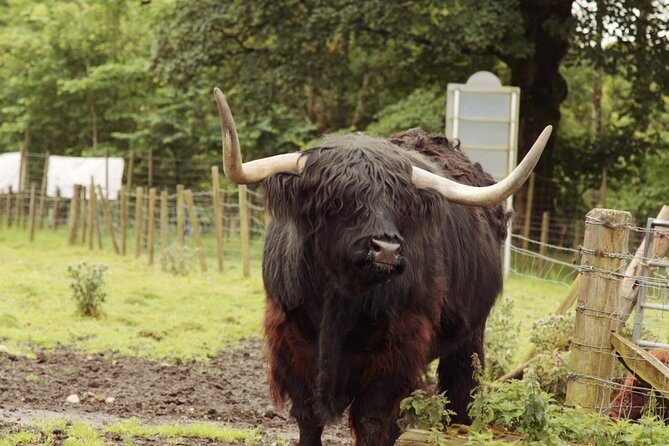 Loch Ness, Glencoe and The Scottish Highlands Tour from Edinburgh - Pitlochry: Your Best Chance for a Real Human Pause