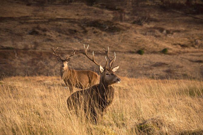 Loch Ness, Scottish Highlands, Glencoe and Pitlochry Tour - Loch Ness: choose Fort Augustus village or Urquhart Castle ruins