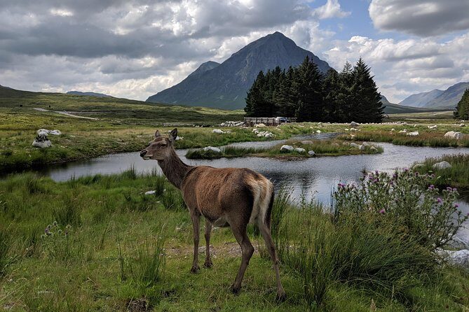 Private One Day Highlands Tour of Scotland - Highland coos and Balquhidder: the stops that slow the day down