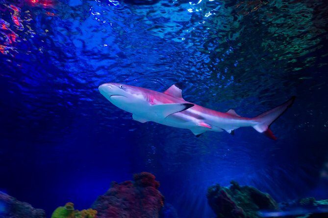 SEA LIFE Loch Lomond General Admission Ticket - Predators of the Reef: venomous fish, a refreshed display, and a built-in story