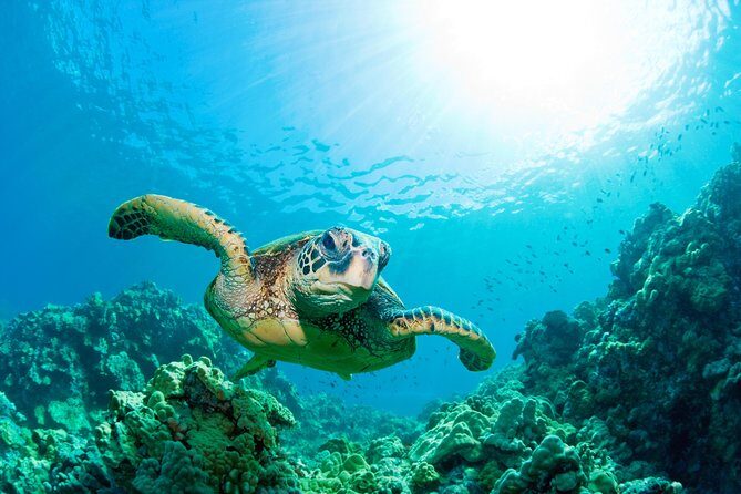 SEA LIFE Loch Lomond General Admission Ticket - Who Sea Life Loch Lomond general admission is best for