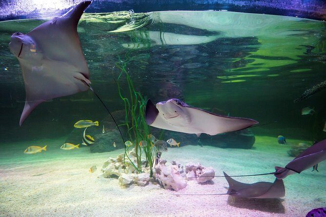 SEA LIFE Loch Lomond General Admission Ticket - Ocean Tank and the shark feeding at 13:30 every second day