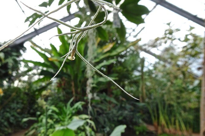 Skip-the-Line: Botanic Garden Entry Ticket - Entering Faster: How Skip-the-Line Works in Real Life